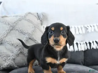 Miniature Dachshund dogs Lance - Ad 29