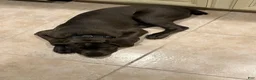 Cane Corso dogs for sale: Raiden - Ad 2