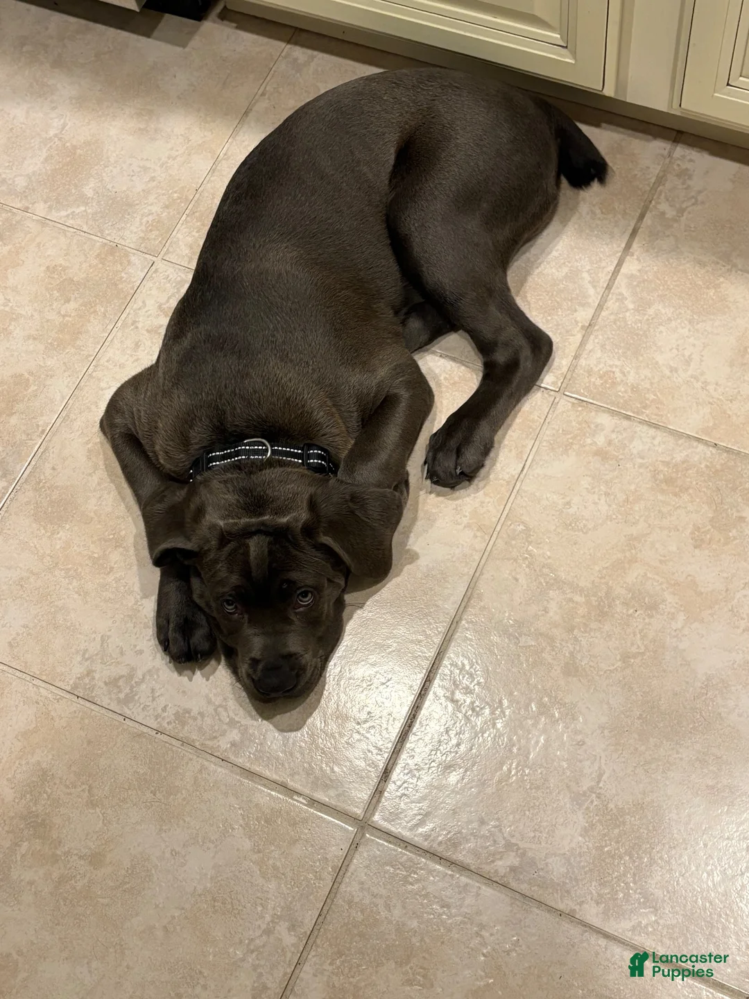 Cane Corso dogs for sale: Raiden - Ad 2