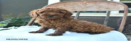Toy Poodle dogs for sale: Rusty - Ad 2