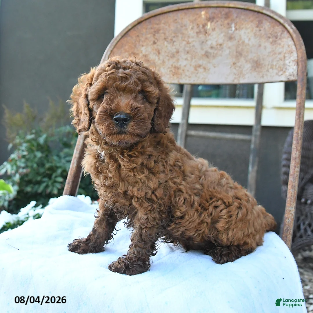 Toy Poodle dogs for sale: Rusty - Ad 2
