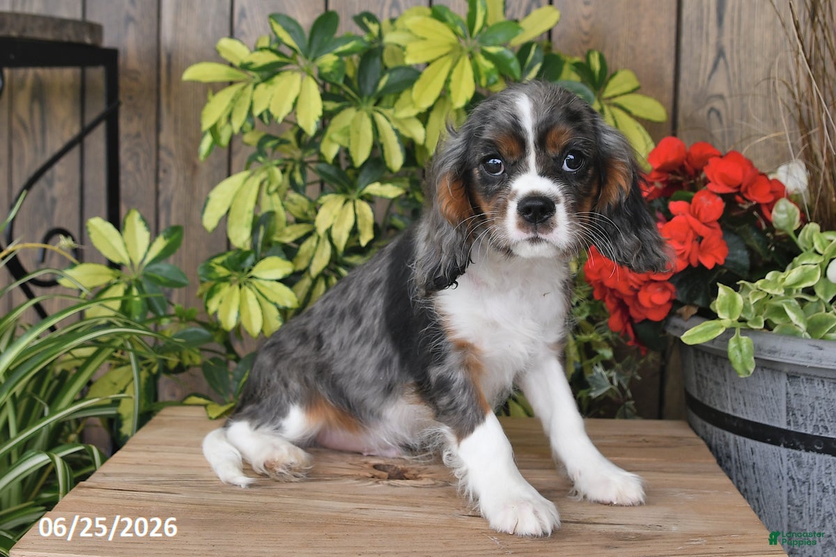 Cavalier King Charles Spaniel dogs Cody - Ad 2