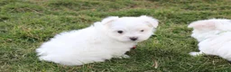 Maltese dogs for sale: Button  - Ad 7