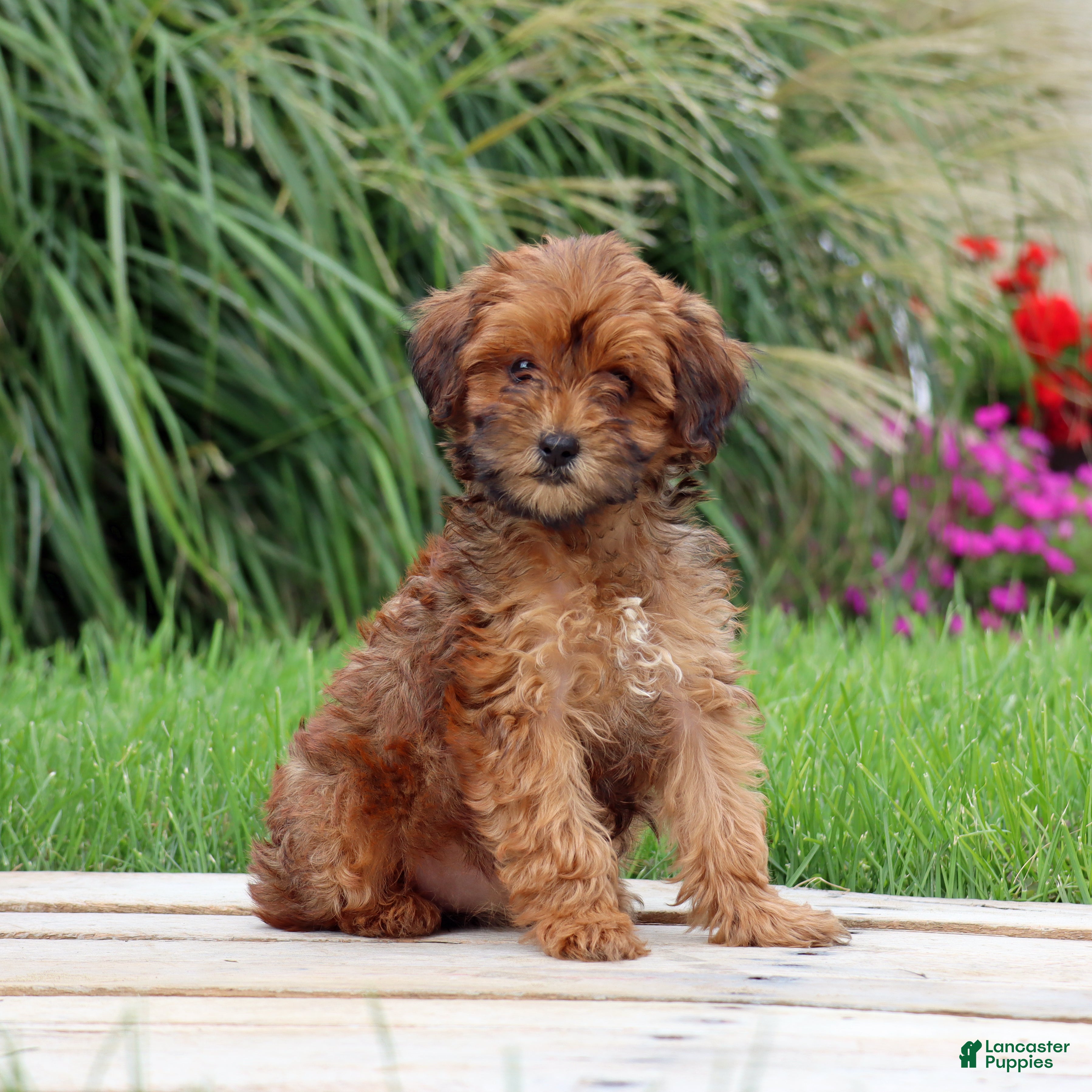 Yorkiepoo dogs Cinnamon - Ad 2