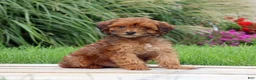 Yorkiepoo dogs for sale: Cinnamon - Ad 2