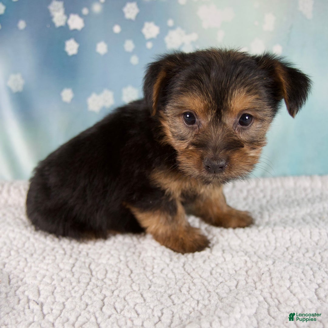 Morkie dogs for sale: Bella - Ad 6