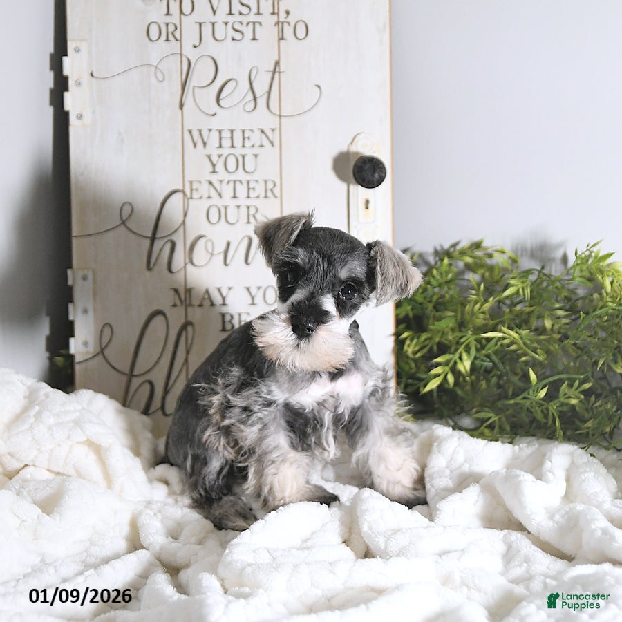 Miniature Schnauzer dogs Nick  - Ad 14