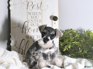 Miniature Schnauzer dogs Nick - Ad 2