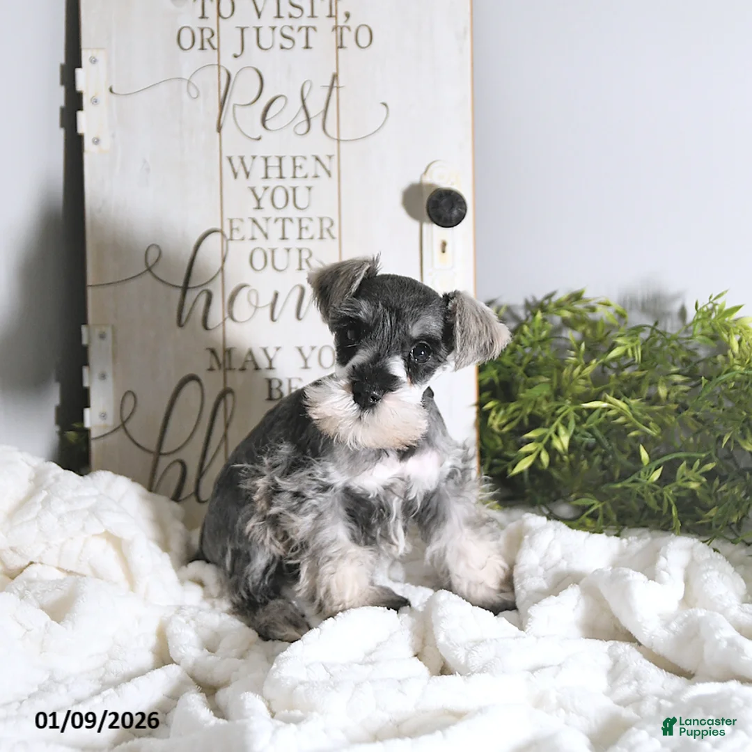 Miniature Schnauzer dogs for sale: Nick  - Ad 1