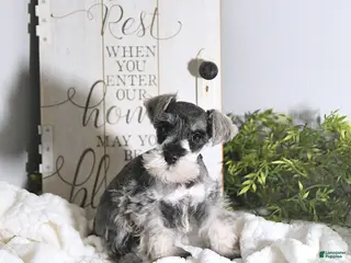 Miniature Schnauzer dogs Nick - Ad 2