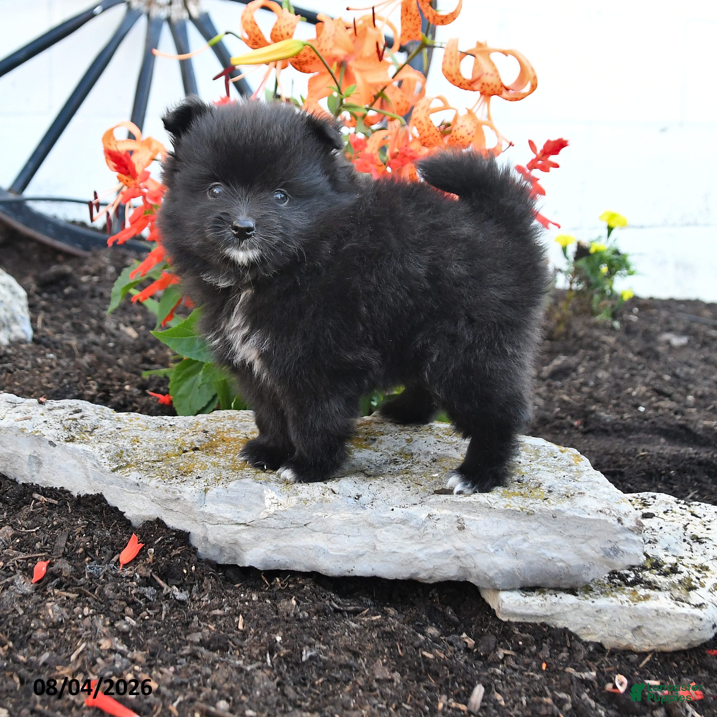 Pomeranian dogs Percy - Ad 1