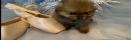 Pomeranian dogs for sale: Biscotti - Ad 12