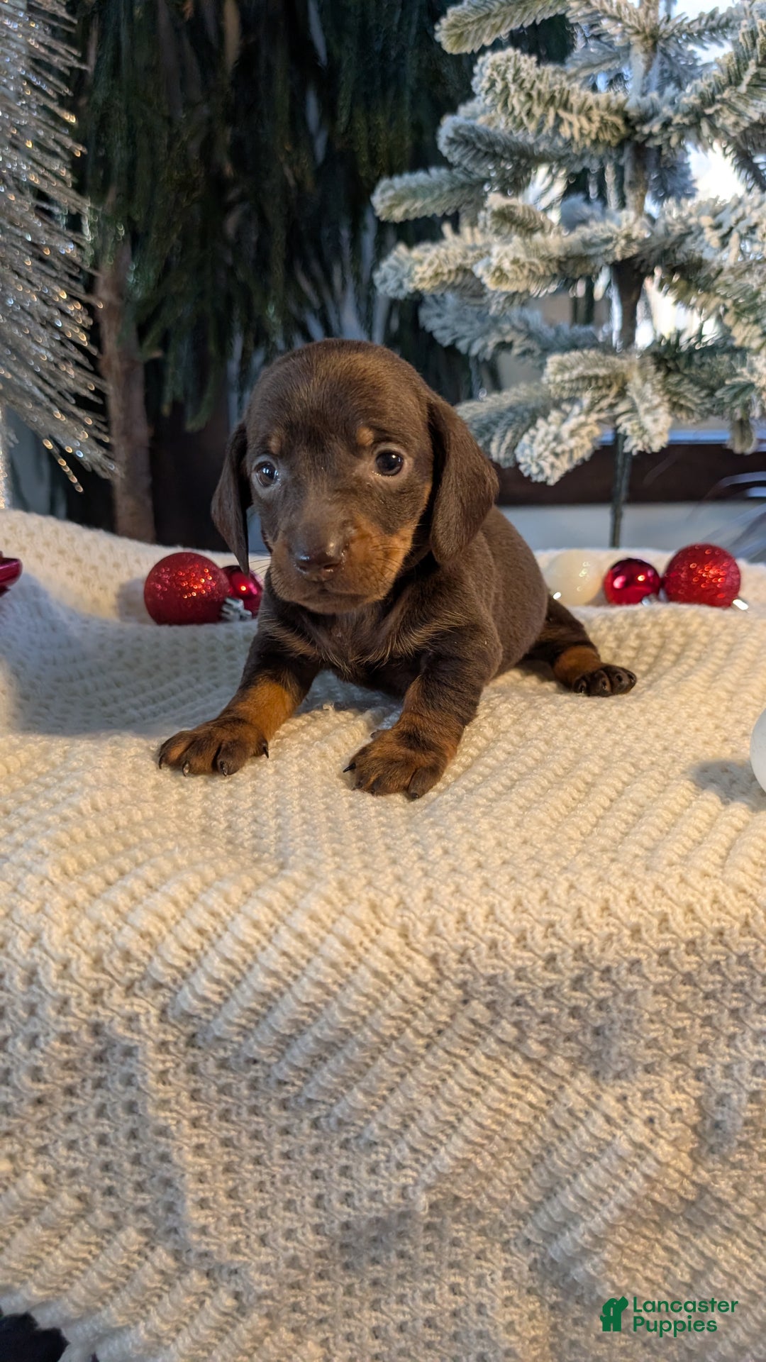 Miniature Dachshund dogs for sale: Izzy - Ad 14