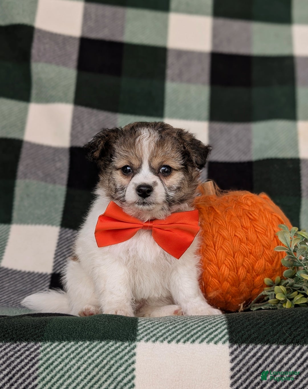 Mixed Breed dogs for sale: Ryan 10 lbs Full Grown - Ad 1