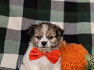 Mixed Breed dogs Ryan 10 lbs Full Grown - Ad 17