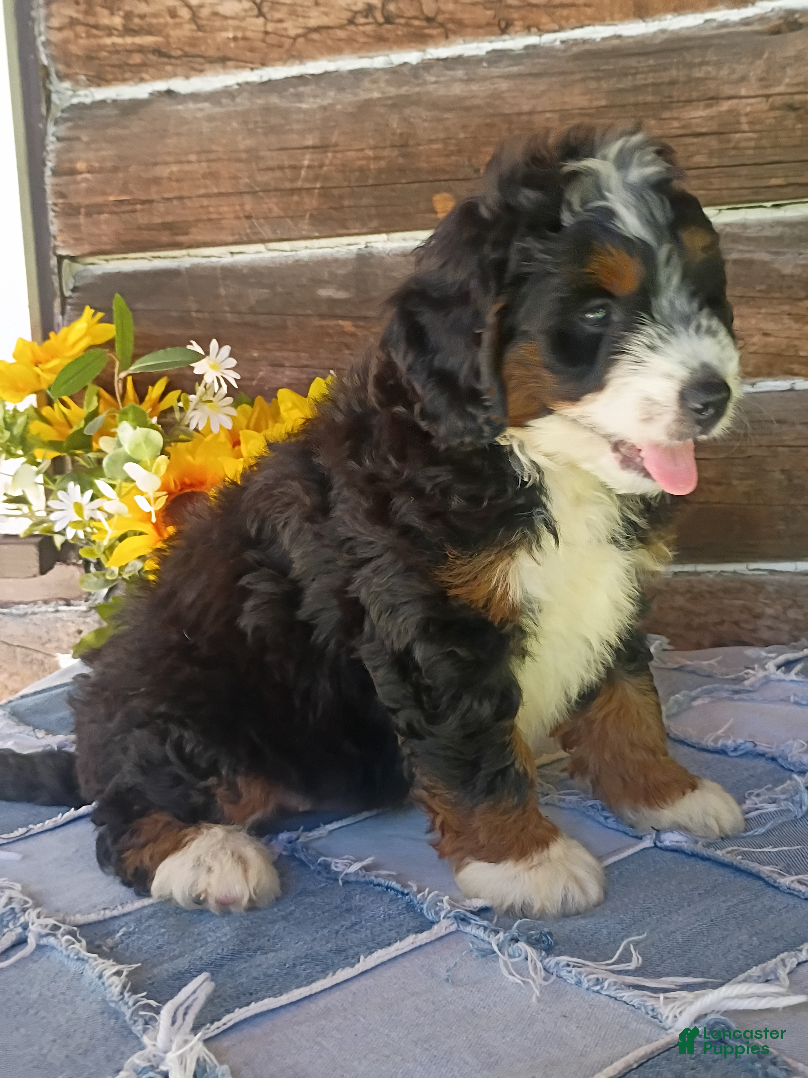 Mini Bernedoodle dogs Mini Bernedoodle 1 - Ad 1
