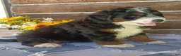 Mini Bernedoodle dogs for sale: Mini Bernedoodle 1 - Ad 1