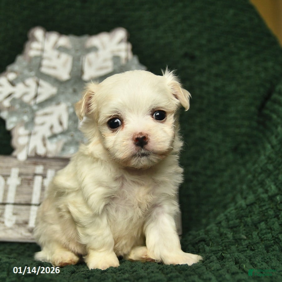 Maltese dogs Chloe  - Ad 41