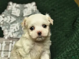 Maltese dogs Chloe - Ad 36