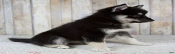 Pomsky dogs for sale: Bailie - Ad 5
