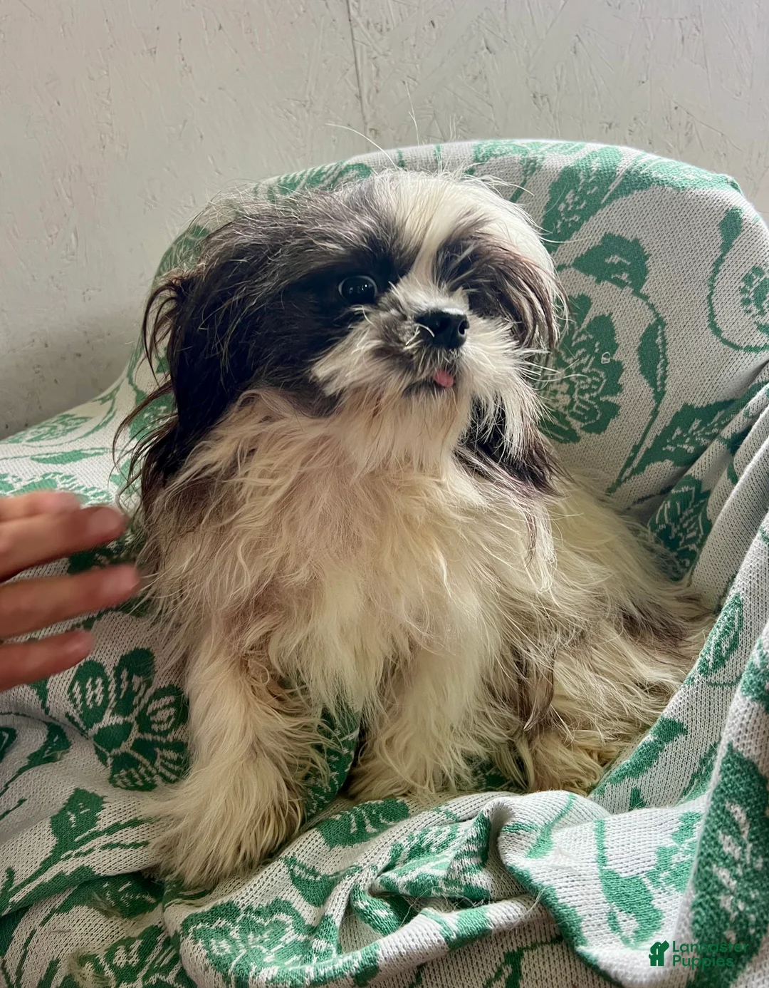 Shih Tzu dogs for sale: Nathan - Ad 2