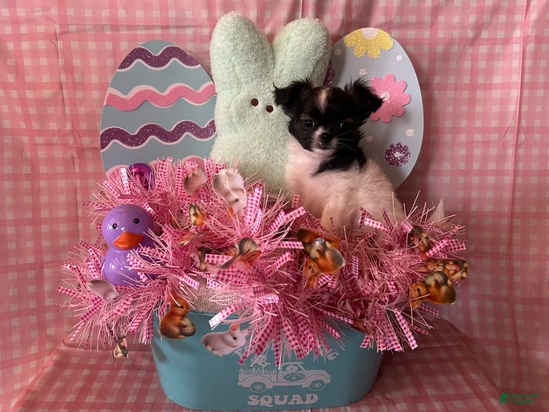 Chihuahua dogs for sale: Trigette  - Ad 1