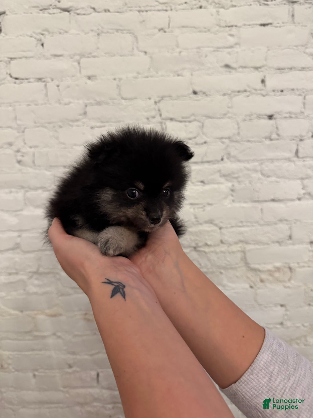 Pomeranian dogs for sale: Bean - Ad 6