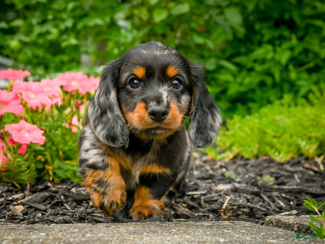 Miniature Dachshund dogs for sale: AKC-Jewel - Ad 2