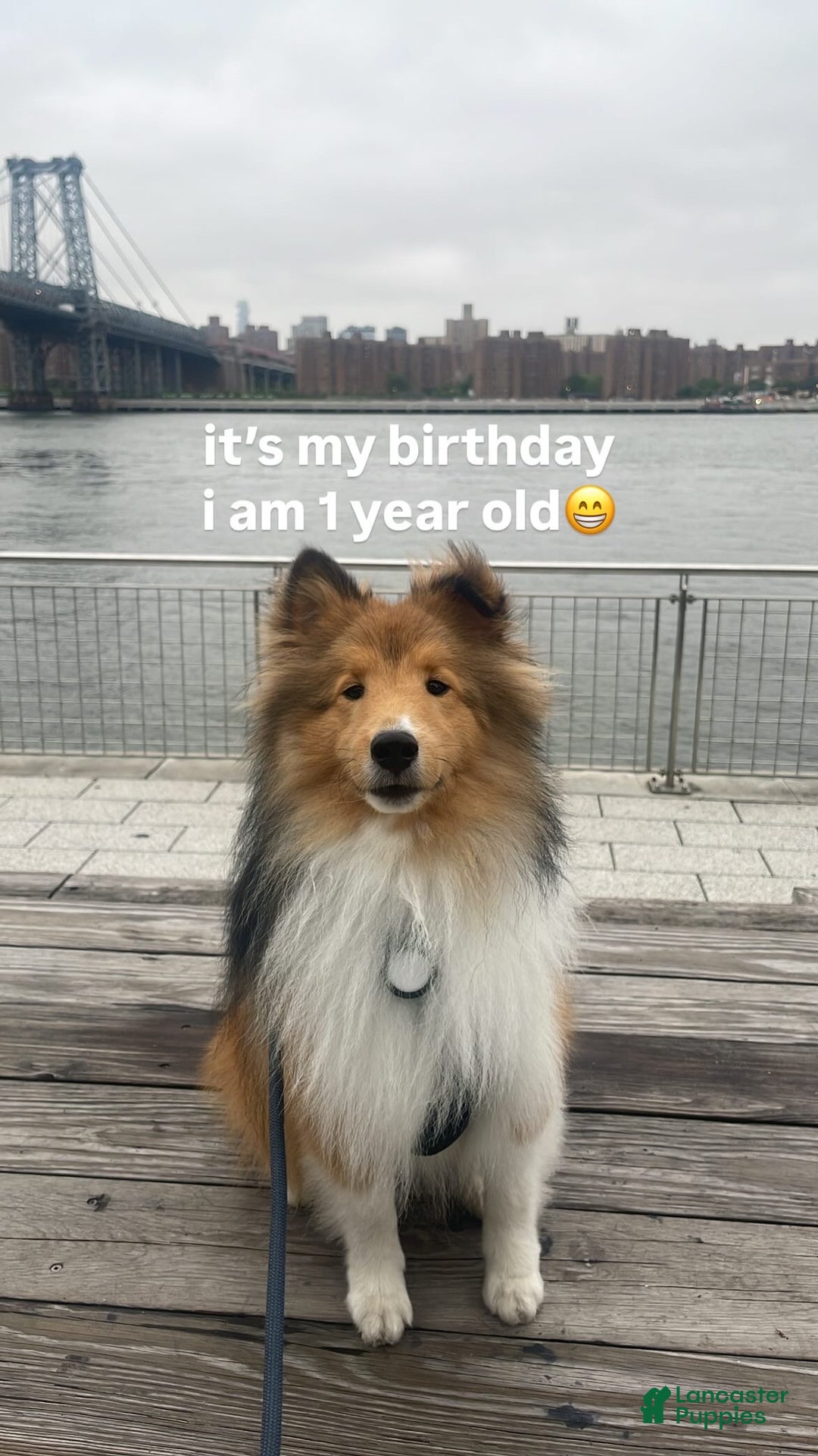 Shetland Sheepdog dogs for sale: Shetland Sheepdog Puppy 3 - Ad 12