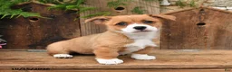 Mixed Breed dogs for sale: Autumn - Ad 3