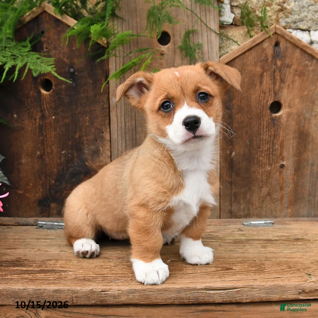 Mixed Breed dogs for sale: Autumn - Ad 3
