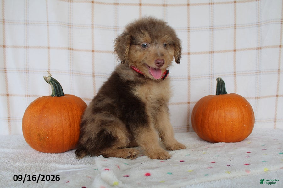 Mini Aussiedoodle dogs Benji - Ad 1