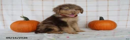 Mini Aussiedoodle dogs for sale: Benji - Ad 1