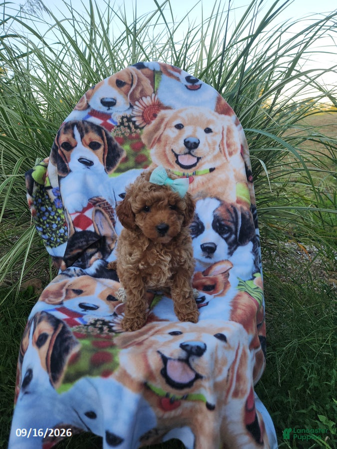 Miniature Poodle dogs Bella - Ad 2