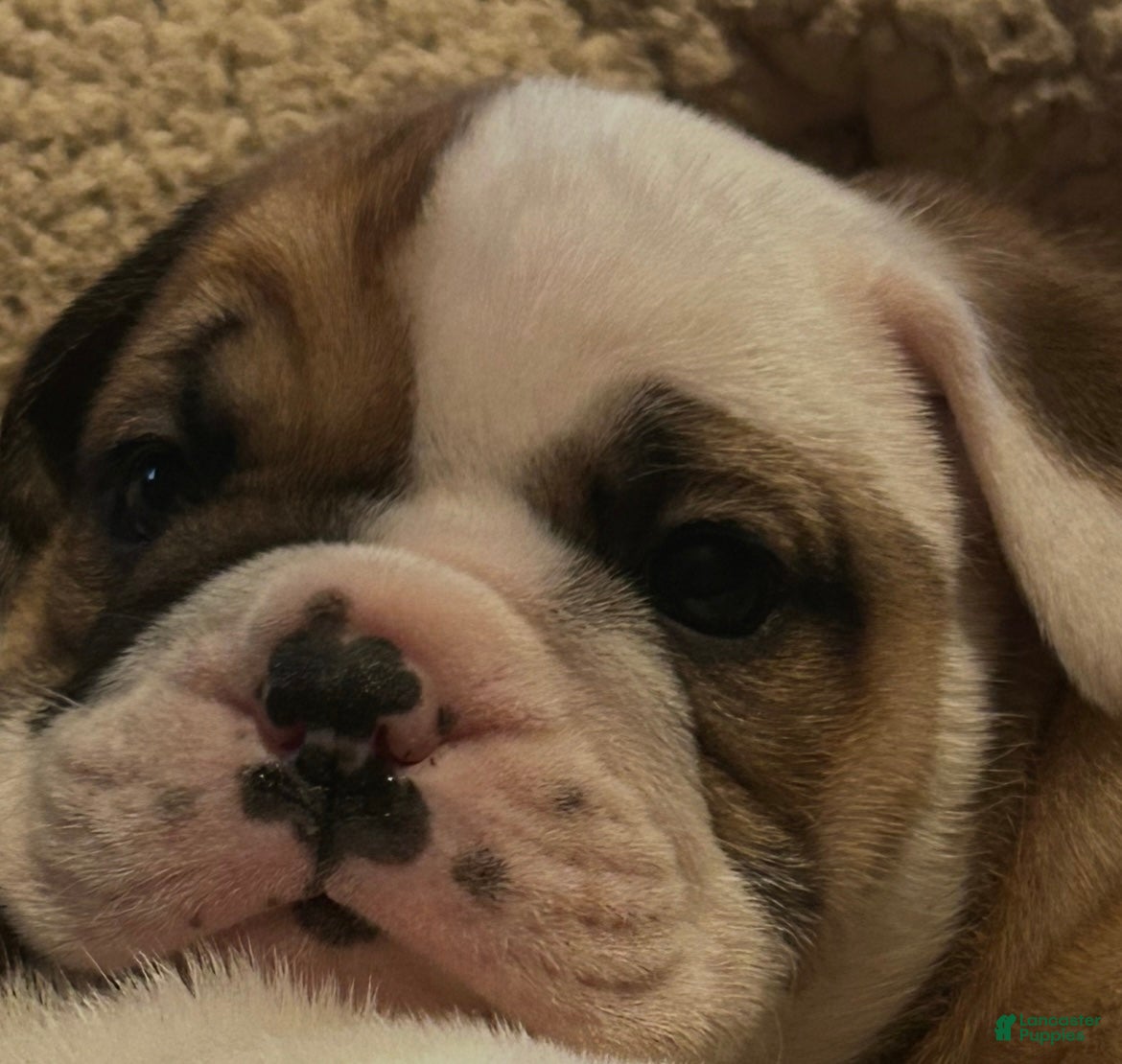 English Bulldog dogs Jaquard - Ad 26