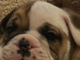 English Bulldog dogs Jaquard - Ad 23
