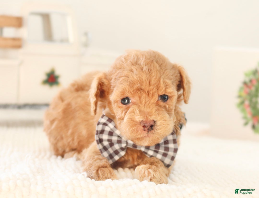 Toy Poodle dogs for sale: Dancer - Ad 4