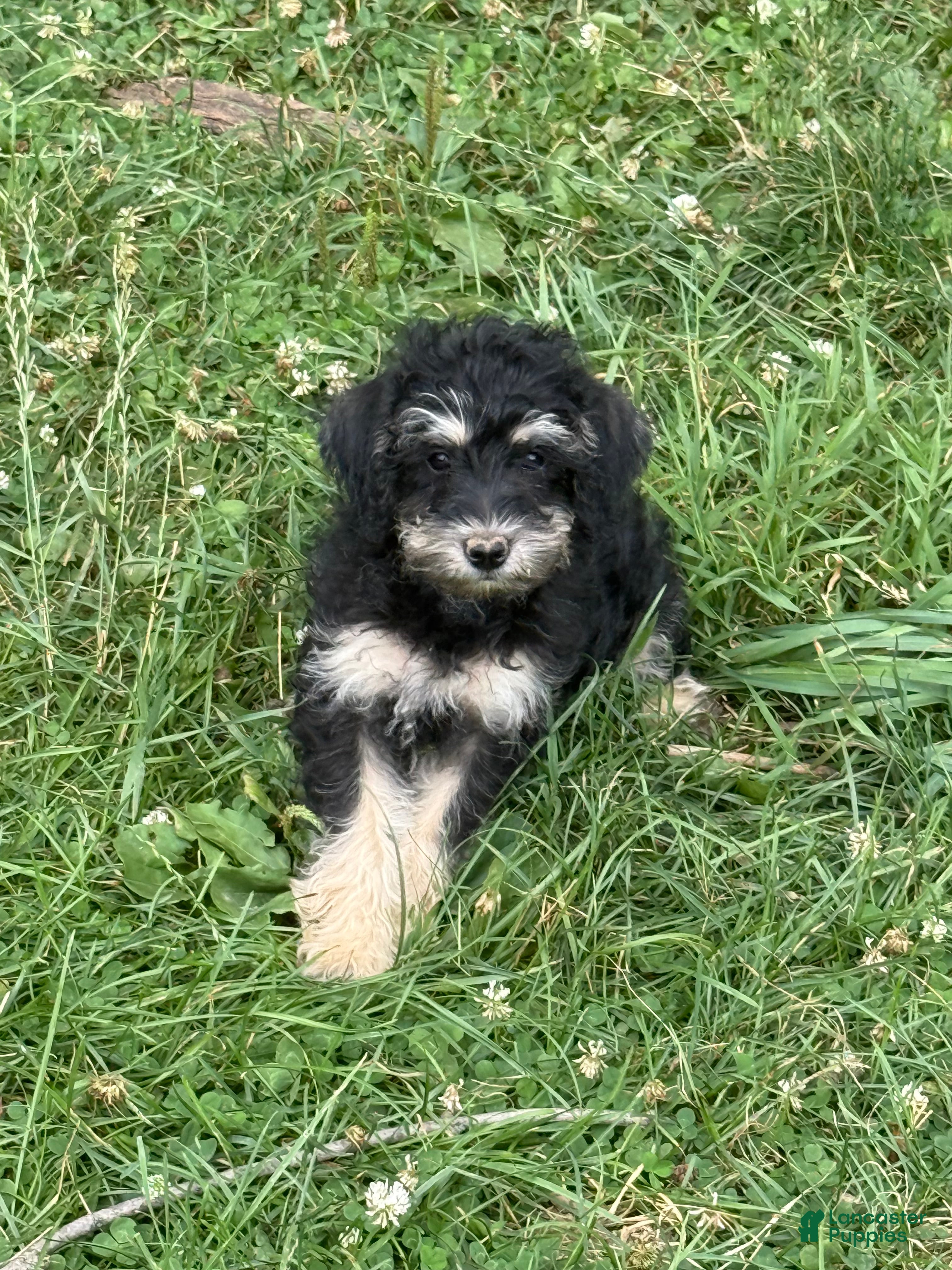 Schnoodle dogs Sara - Ad 6