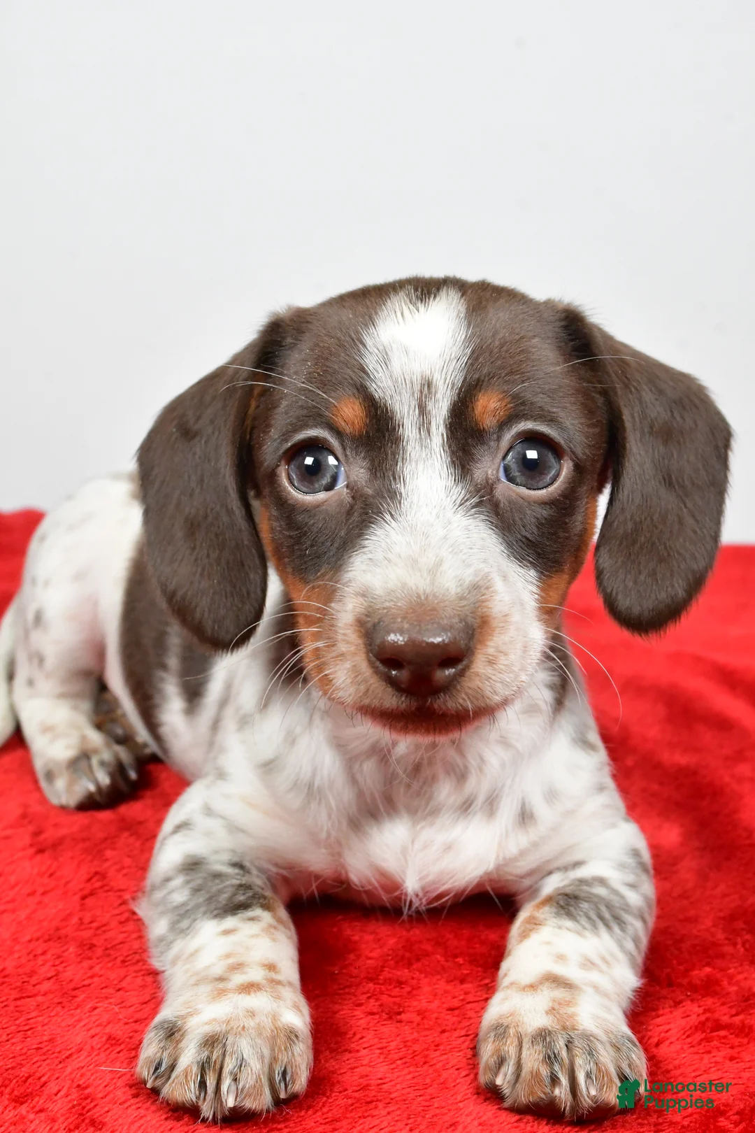 Dachshund dogs for sale: Polly - Ad 11