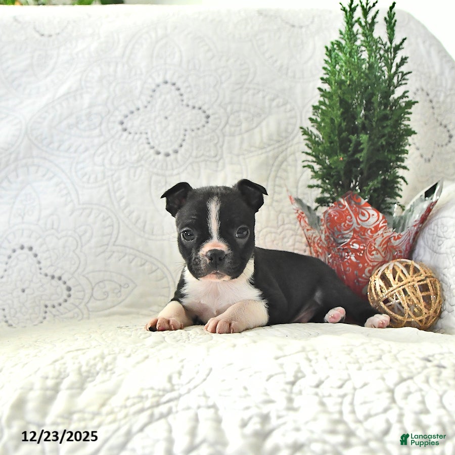 Boston Terrier dogs Jack  - Ad 12