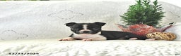 Boston Terrier dogs for sale: Jack  - Ad 1