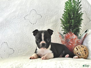 Boston Terrier dogs Jack - Ad 12