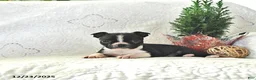 Boston Terrier dogs for sale: Jack  - Ad 4