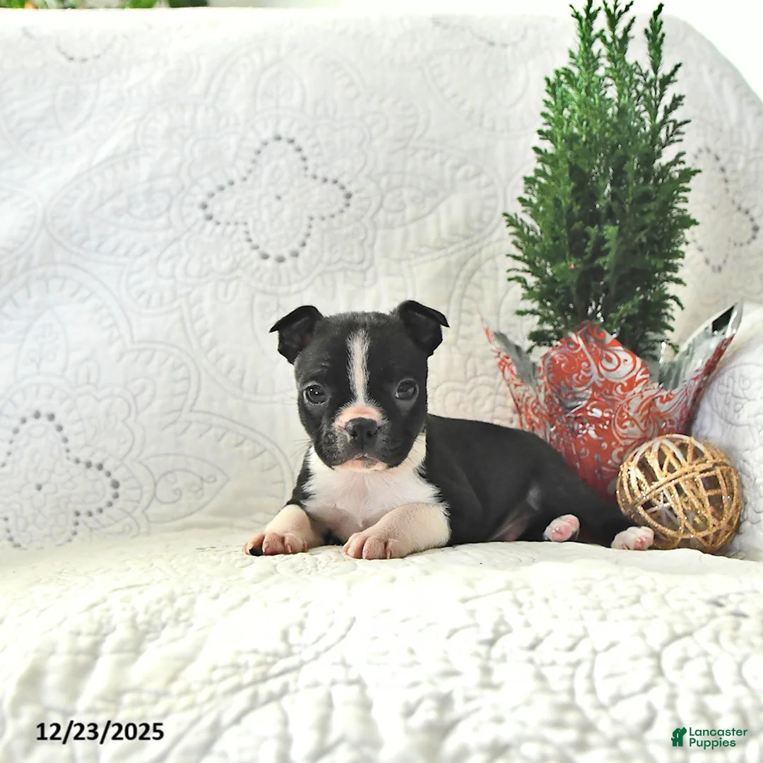 Boston Terrier dogs for sale: Jack  - Ad 4