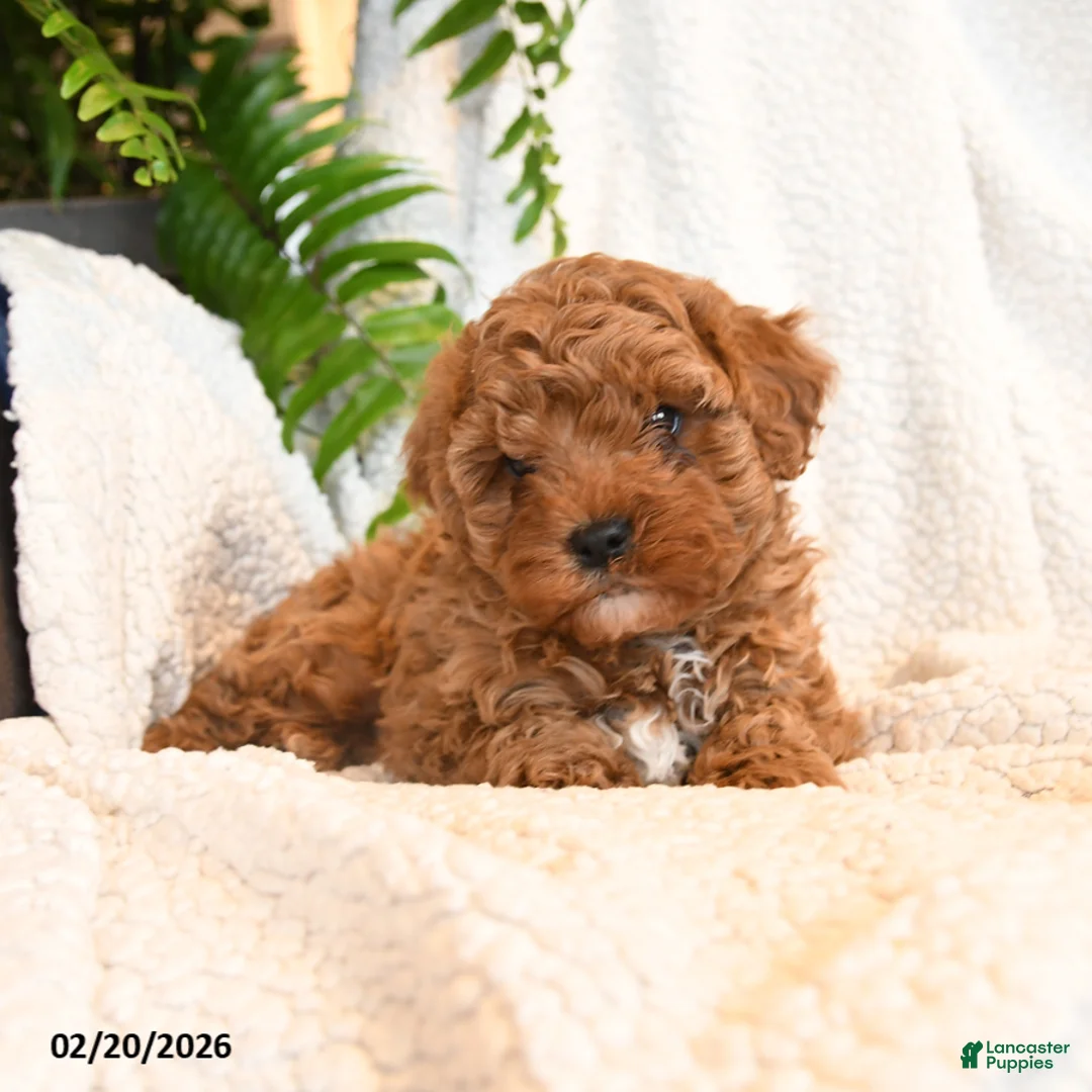 Cavapoo dogs for sale: Ollie - Ad 3