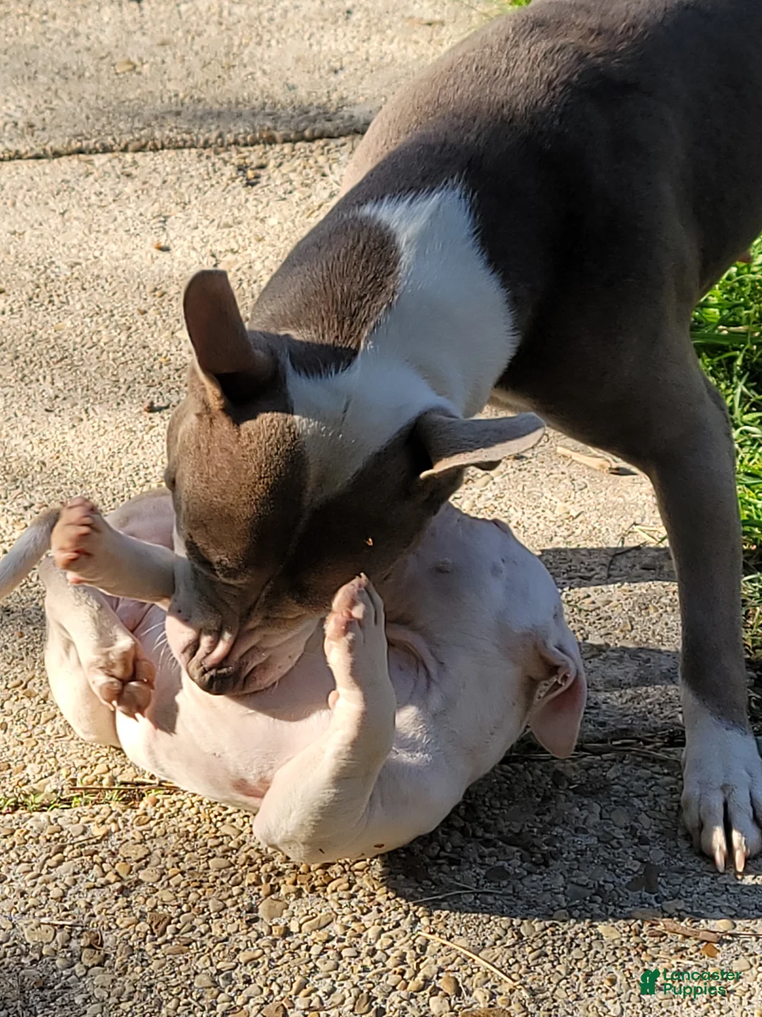 American Pit Bull Terrier dogs for sale: American Pit Bull Terrier Puppy 1 - Ad 2