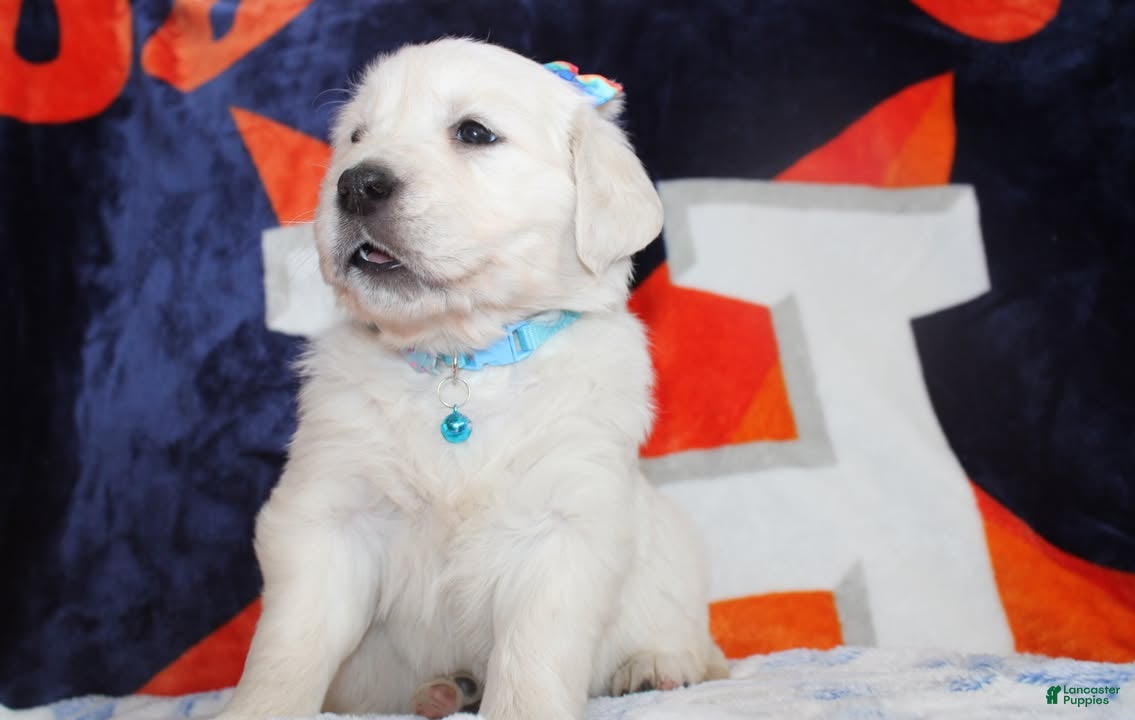 Golden Retriever dogs Louie - Ad 2