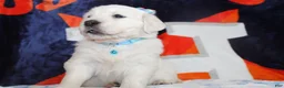 Golden Retriever dogs for sale: Louie - Ad 2