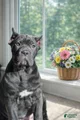 Cane Corso Puppy 4 Page