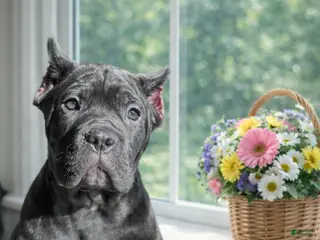 Cane Corso dogs Cane Corso Puppy 4 Page - Ad 1